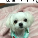 백설 애견샵 이미지