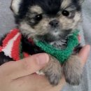 강아지분양 멍블랑 인천청라본점 이미지