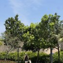 쁘니피부나라 | 아이랑베트남여행 호이안 '뉴 월드 호이아나 비치 리조트' 수영장, 키즈클럽 이용후기(사진많음)