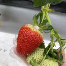 원봉농장 이미지