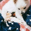 에스(S)게러지 이미지