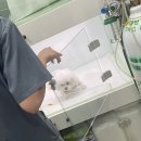 구자동 동물병원 이미지