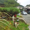 비피펜션 이미지