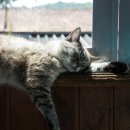 24시 바덴동물메디컬 이미지