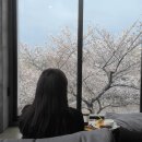 신평동1061 | 3월/4월 벚꽃핀 경주당일치기 혼자여행(-벚꽃뷰카페:야드/보문정/벚꽃네컷/시즈닝/교리김밥/대릉원...