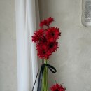 페이지가든 | [대전 부케 추천] 촬영용 붉은 거베라 부케 대만족 후기 🌹 페이지가든 (내돈내산)