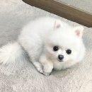 하연숍