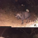 게으른고양이 이미지