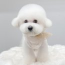 몽트라슈 이미지