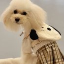 밤밤애견유치원