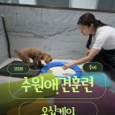 스타애견 | 수원애견훈련 오십케이 스타필드 수원점 퍼피클래스후기