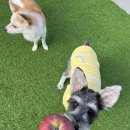 스테이영 애견학교 이미지