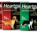 애견종합병원 이미지