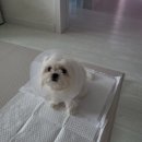 24시 로운동물의료센터 | [동물병원] 로운동물의료센터 암컷 중성화 수술 후기