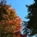 신구대학교식물원 갤러리 우촌 | 경기도 성남 단풍 구경, 신구대학교 식물원