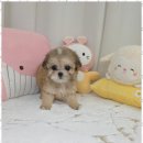 행복한강아지 이미지