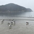 영종도 데이트 | 이모네 조개구이, 레일바이크, 빵판다