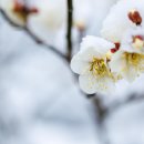 동아시아의 근대화와 번역 문학 이야기 | 절개는 어떻게 만들어졌는가