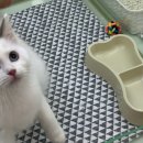 대구고양이분양 원펫 이미지