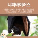백신농장 | 동남아 니파바이러스 증상 국내 감염경로 백신개발 현황