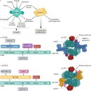 mTOR at the nexus of nutrition, growth, ageing and disease. IF 113점 논문 이미지