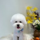 521펫살롱 이미지