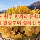 [마을배움터] 통기타 | 반계리 은행나무 축제 강원도 원주 반계리 은행나무: 2025 축제 일정부터 실시간 단풍 현황까지 완벽...