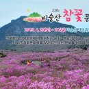 지금까지 이런 산행은 없었다 !! 4월 정기산행, 비슬산(1,083m)과 참꽃 축제~ 이미지