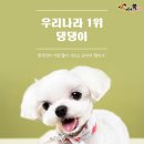 댕댕이네 이미지