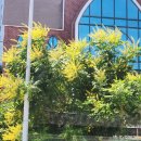 양학초등학교 이미지