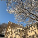 제이드가든 오토캠핑장 | 밀양 벚꽃캠핑 패밀리오토캠핑장 26번 데크 사이트 추천