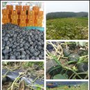 새밤농장 이미지