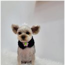 오도DOG 펫살롱 이미지