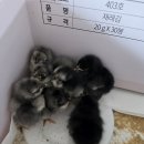 늘푸른청계농원 이미지