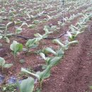 진도 무릉도원 이미지