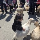 J농장 | [미국 시카고 일상] #26 무료로 농장 동물 체험?! 도서관 Barnyard Bash 후기 (염소·라마·당나귀 만남...