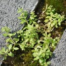 중대가리풀 Centipeda minima (L.) A. Braun &amp; Aschers. 이미지