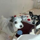 출근길 강아지 유치원 | 유치원] 진짜 유치원인 줄 알았던 성수동 애견유치원·성수동 강아지호텔 성수퍼피의 집 유치원...