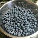 냉동 블루베리, 물로만 씻으면 독 됩니다. 이미지