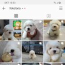 한국꼬똥켄넬 이미지
