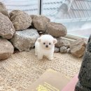 아이블링 - 김포시 | 아이블링