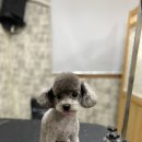 개털깎는마리오 | 순천 애견미용잘하는곳 개털깎는마리오 순천 전지역 픽업 가능한 서비스 좋은곳~