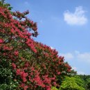 배롱나무 / Crape Myrtle 이미지