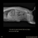 파주365동물의료센터 이미지