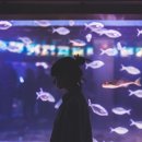 아가미 이미지