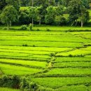 [스리랑카]농산업 동향 이미지