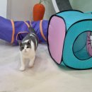 고양이호텔코자냥 이미지