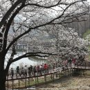 검산초등학교 | 2026 꽃빛드리 축제 실시간 행사 정보