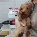 청 애견미용 이미지