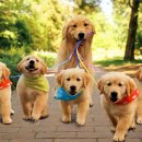 초록동물병원 이미지